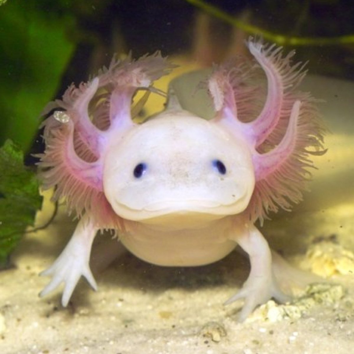 Тритон аксолотль