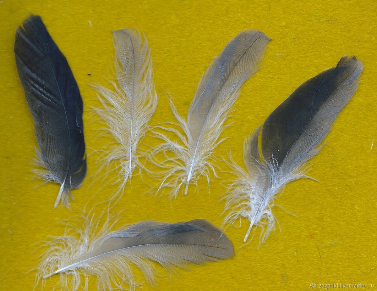 Голубиное перо