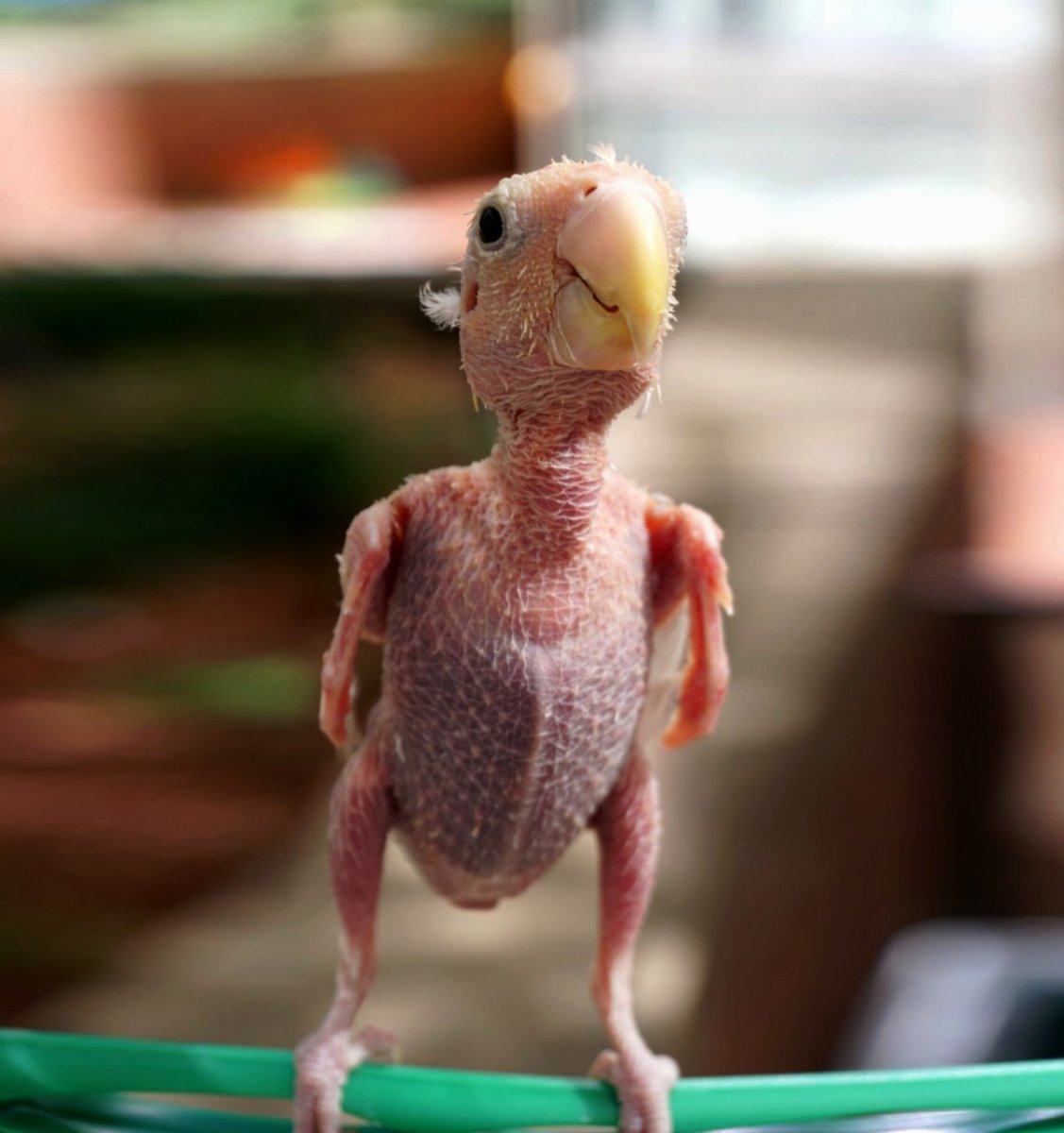 Лысый попугай корелла