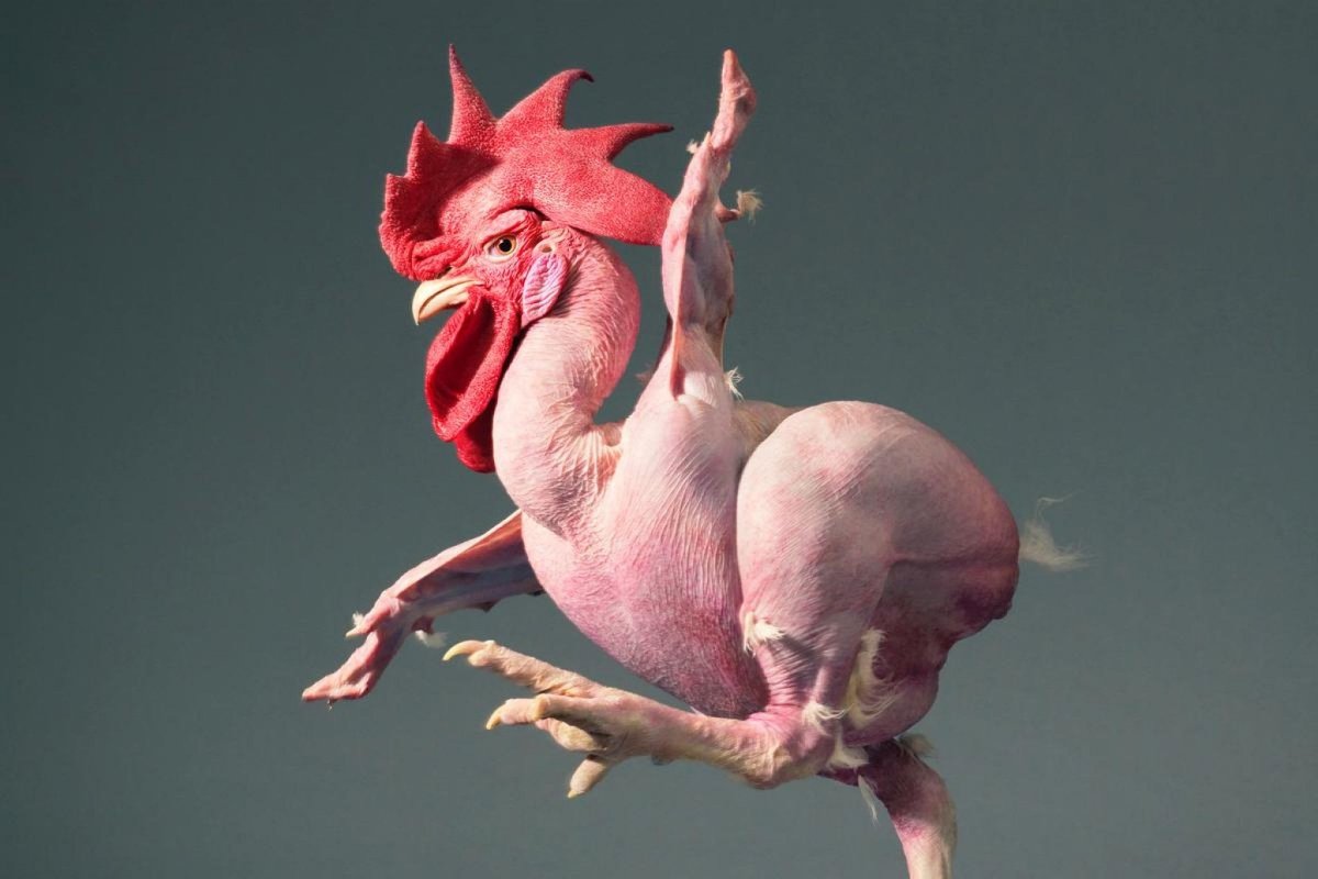 Бешеные куры