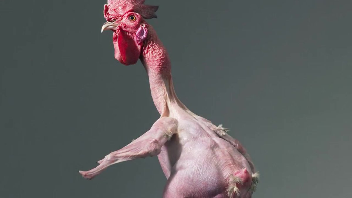 Общипанный петух