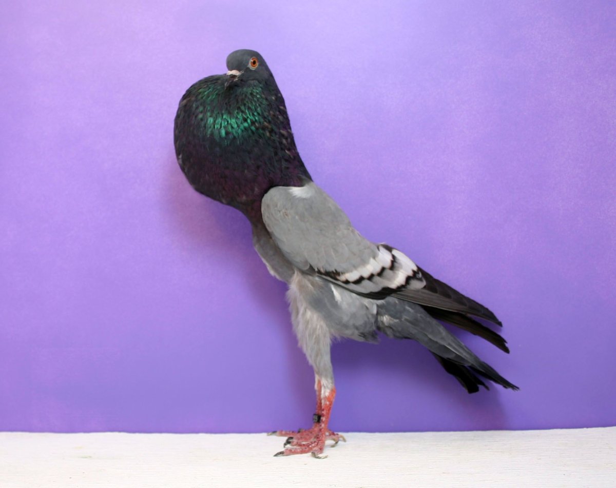 Породы голубей дутыши