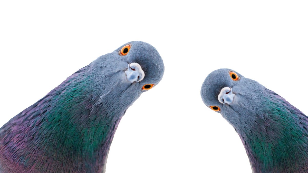 Любопытный голубь