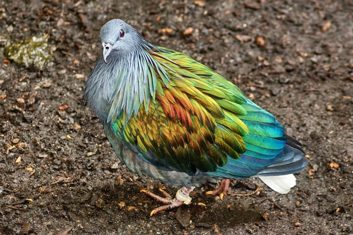 Гривистый голубь Голубеобразные