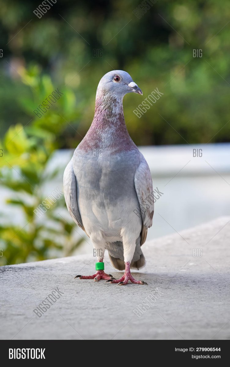 Стоящий голубь