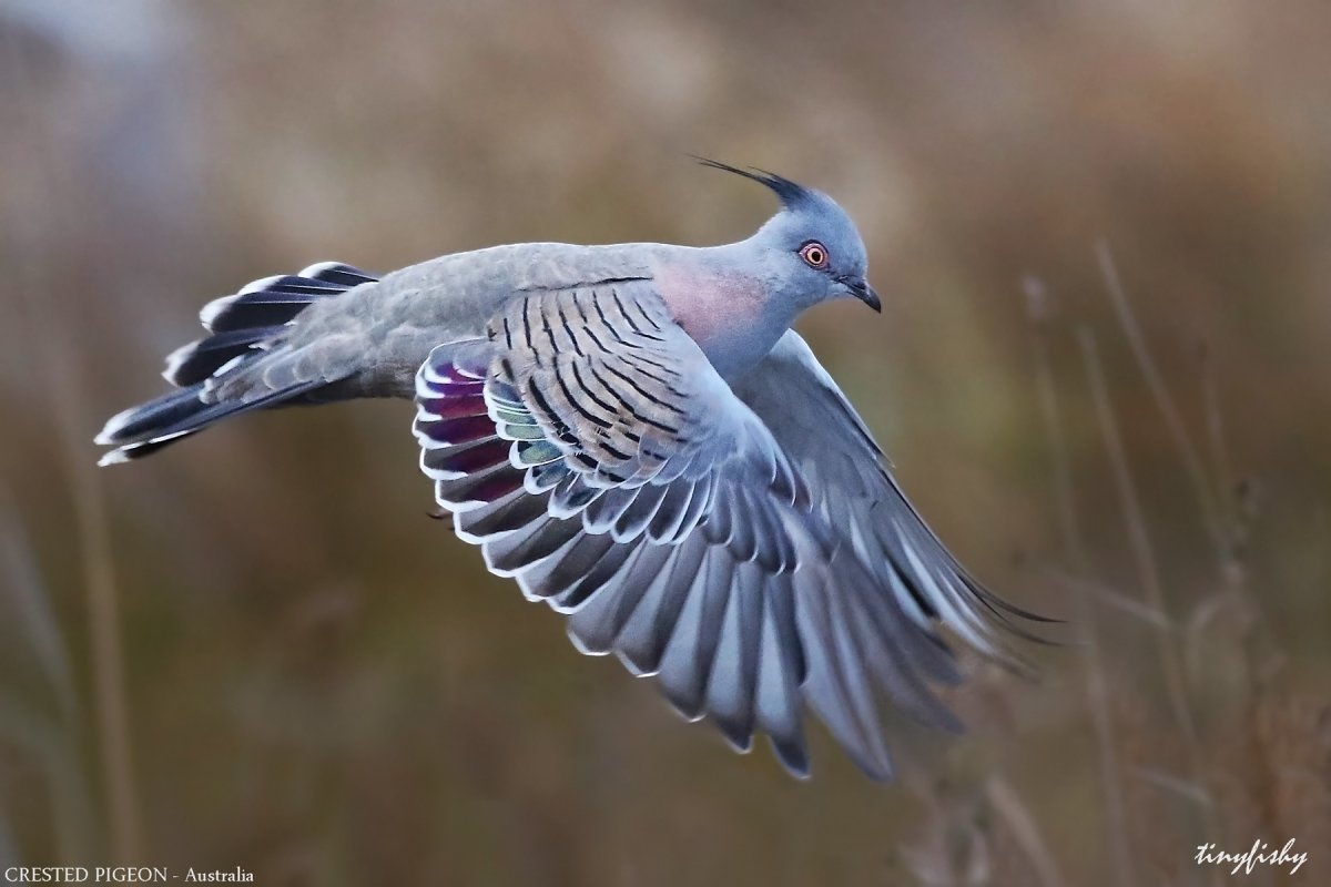 Австралийский хохлатый голубь