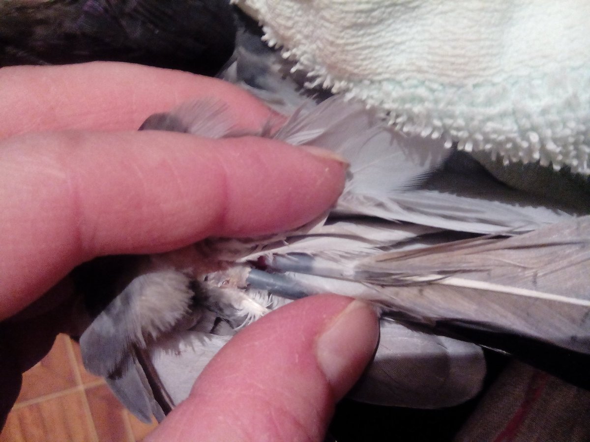 Хвостовые перья голубя