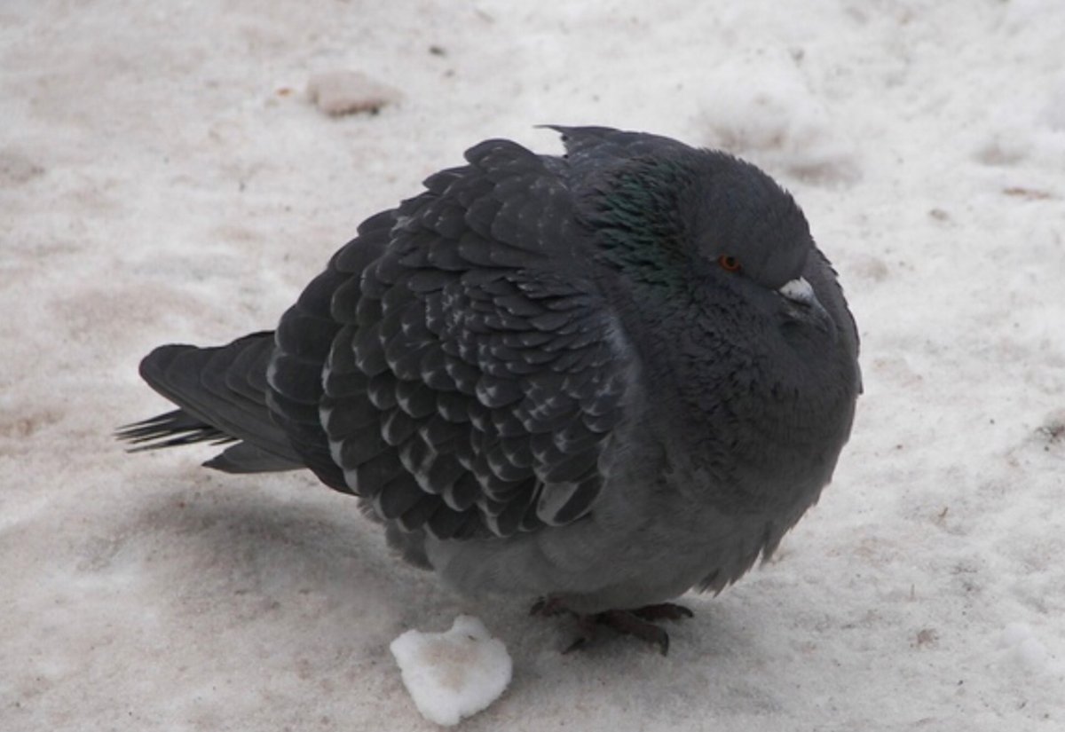 Жирный голубь