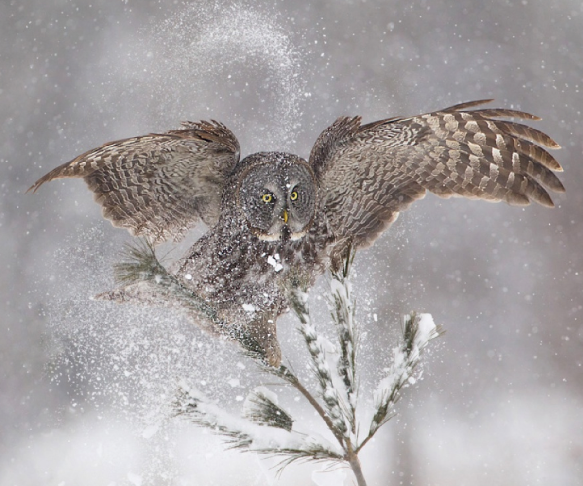 Shipton Vicky "Grey Owl (+CD)"