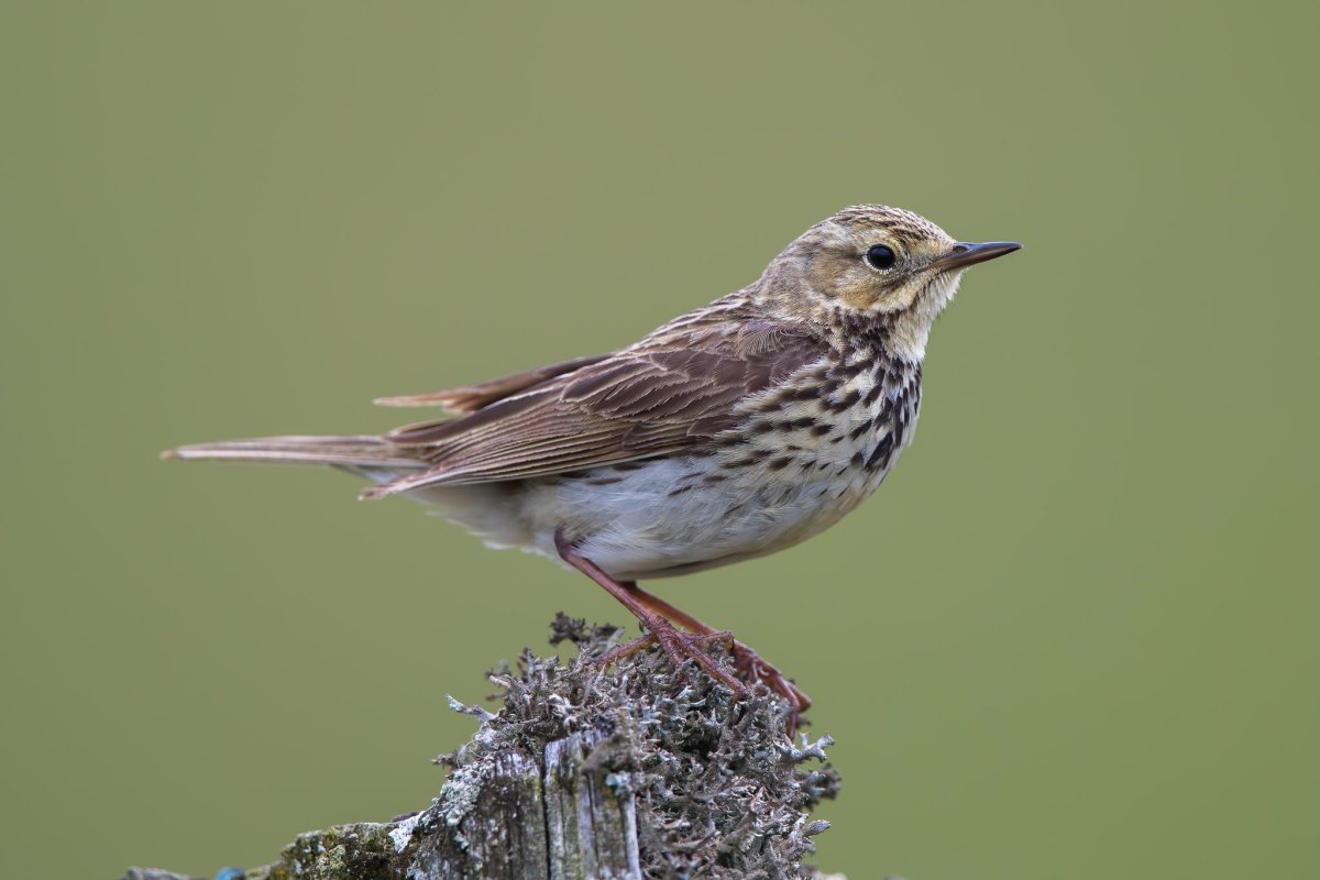 Луговой конек птенец