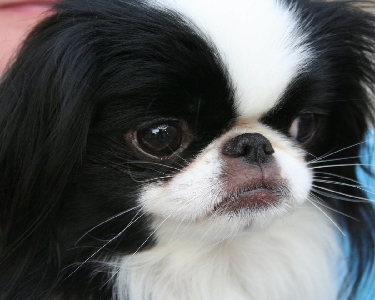 Японский Хин собака