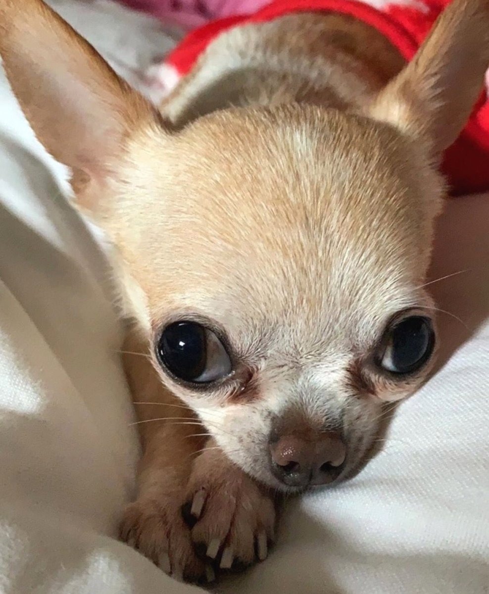 Собака чихуа Хуа Хуа