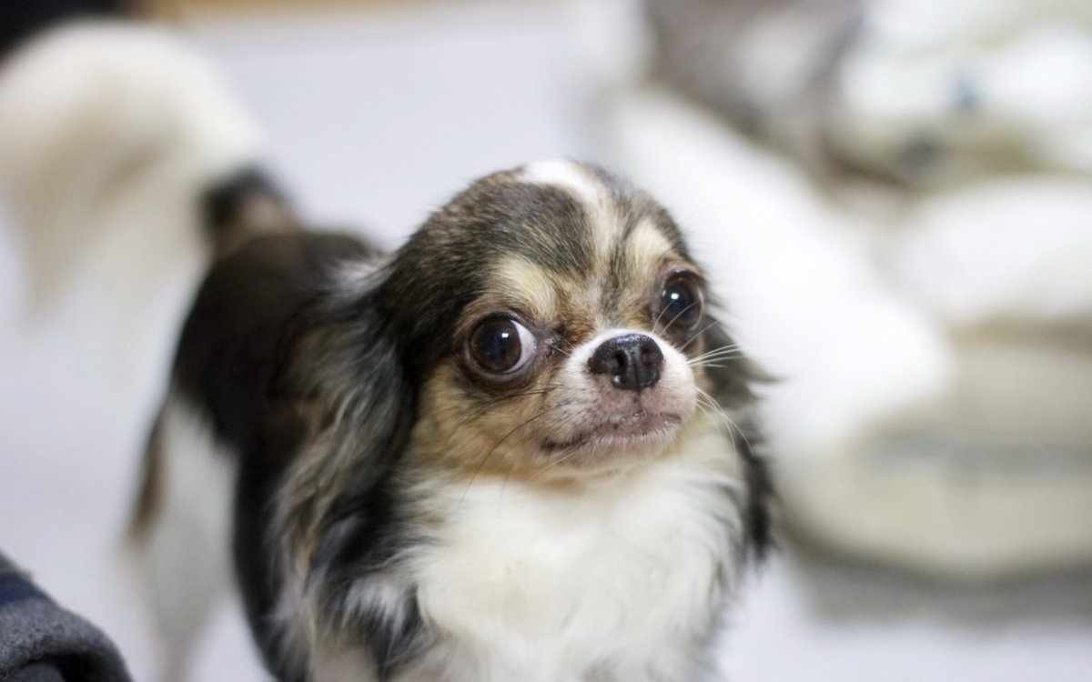 Щенок чихуахуа лупоглазый