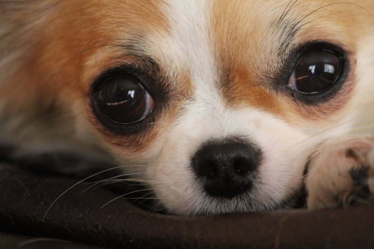 Щенок с милыми глазками