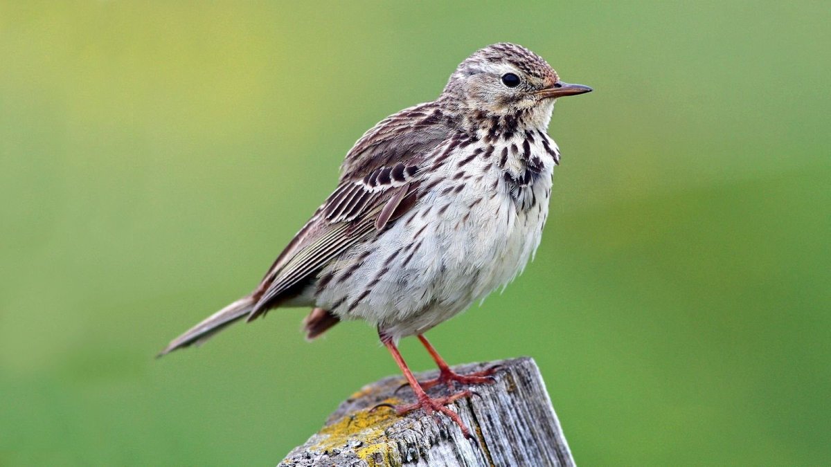 Женская особь Луговова конька