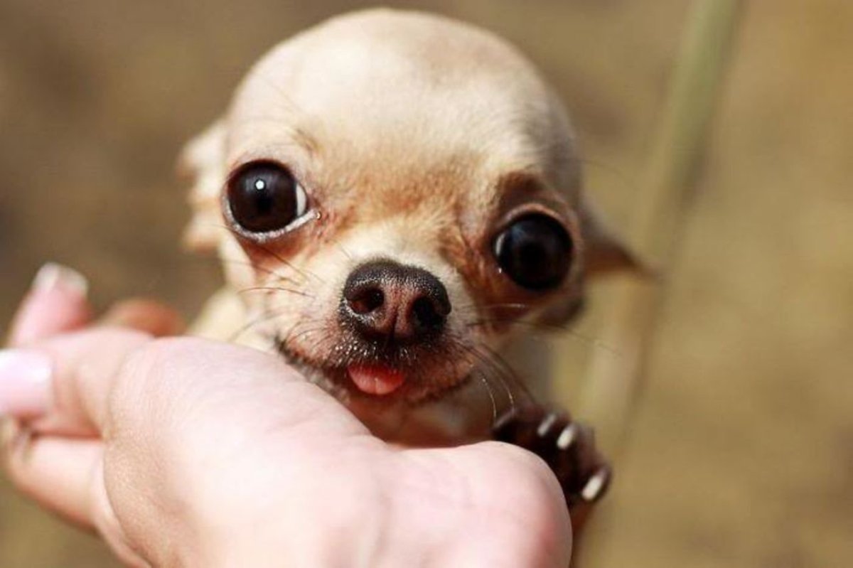 Пучеглазая чихуахуа