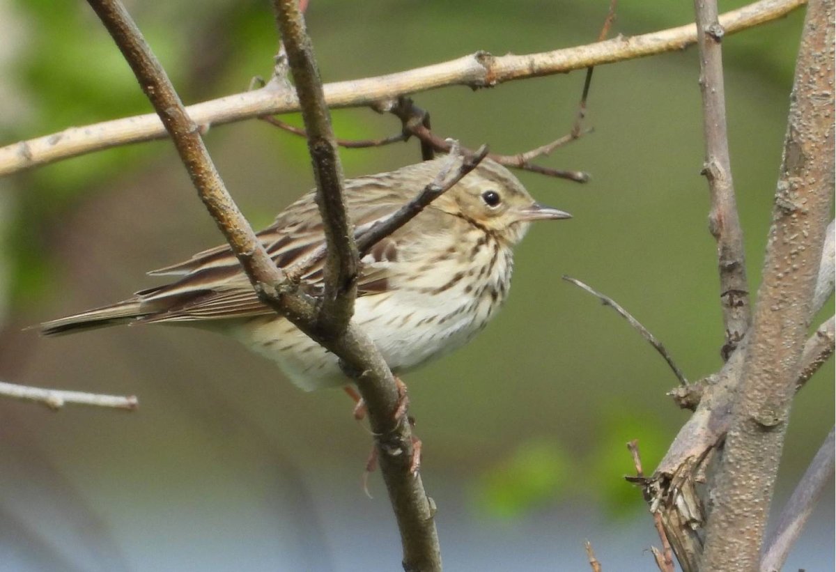 Конек полевой
