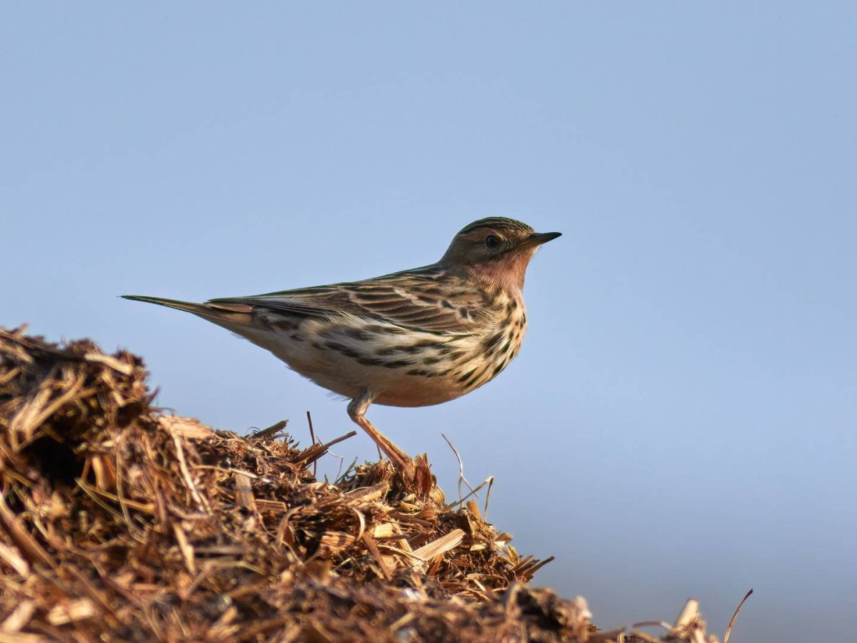 Краснозобый конек