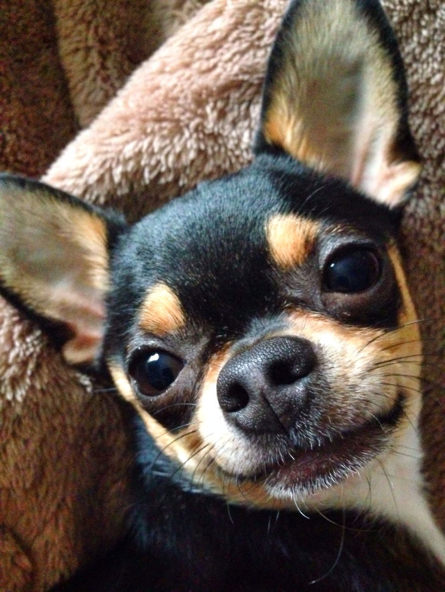 Собачка чихуахуа