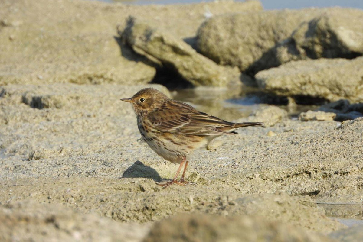 Луговой конек птица
