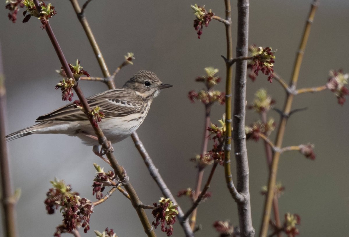 Сибирская пеночка весничка