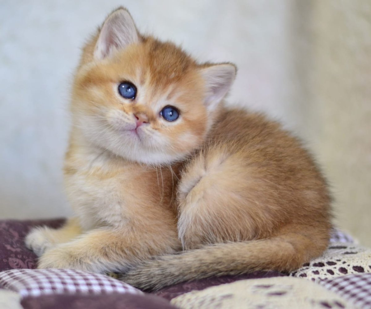 Британская Золотая шиншилла ny12