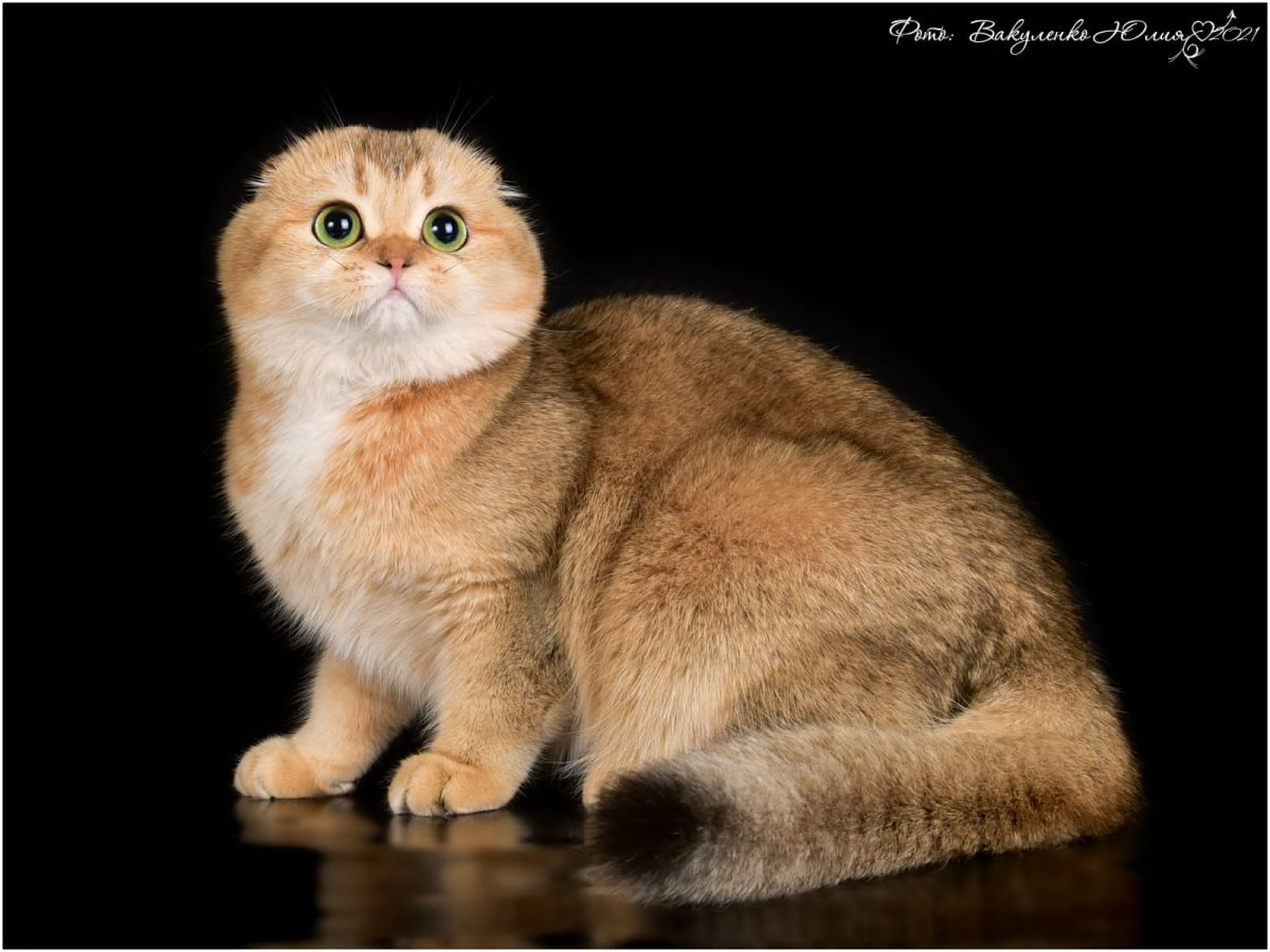 Золотая шиншилла с тикированной шерстью, Шотландская вислоухая