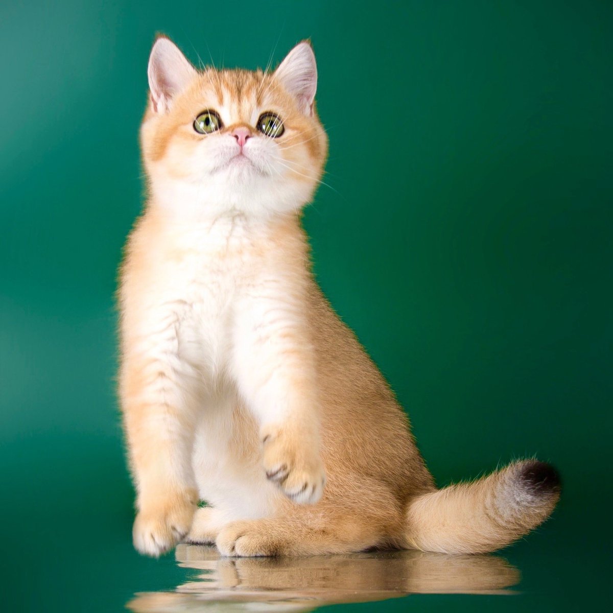 Золотая шиншилла ny25