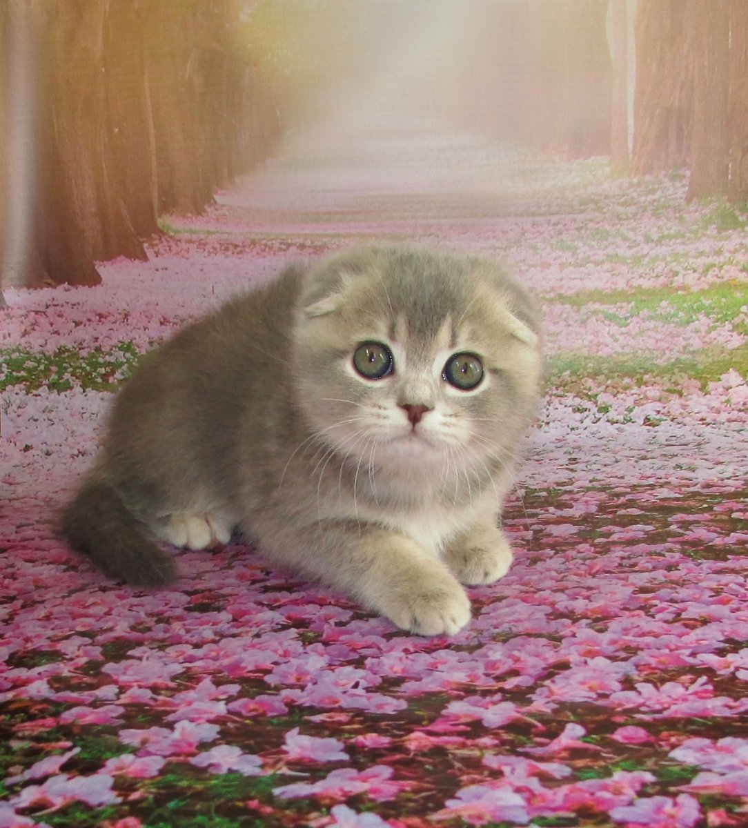 Череп шотландской вислоухой