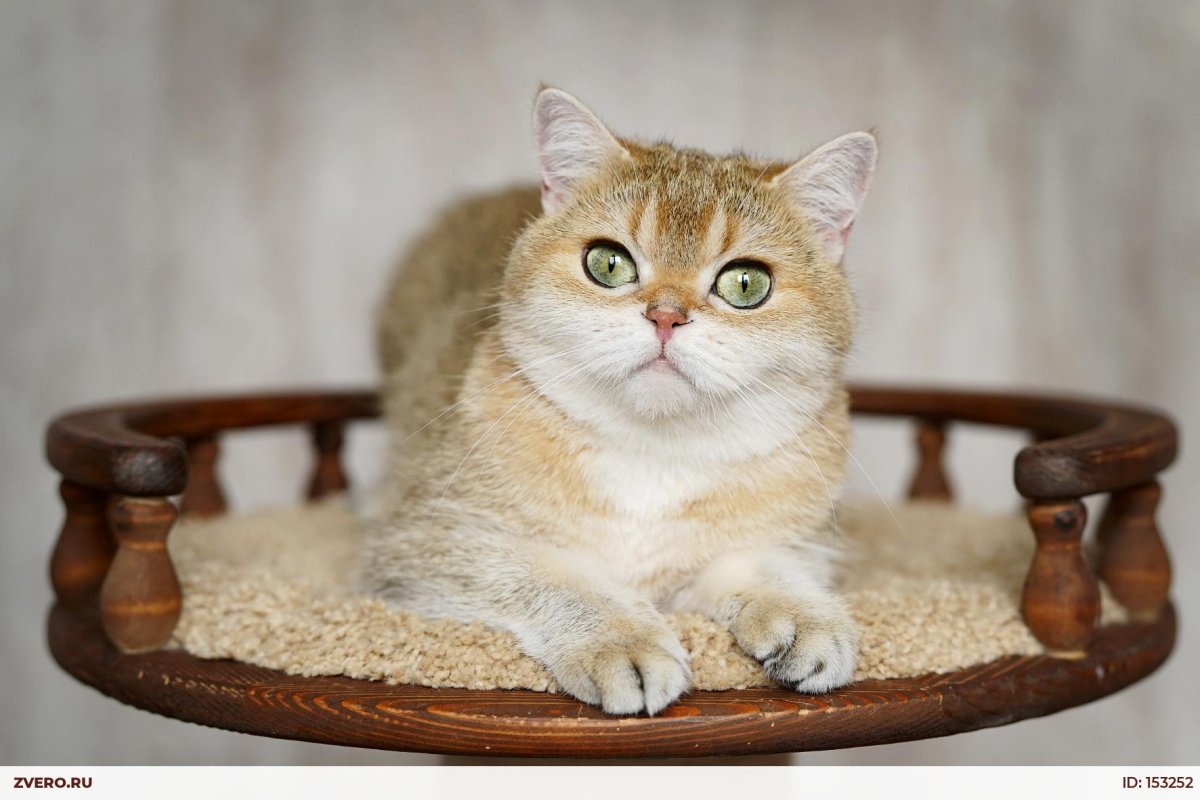 Кошка шотландка