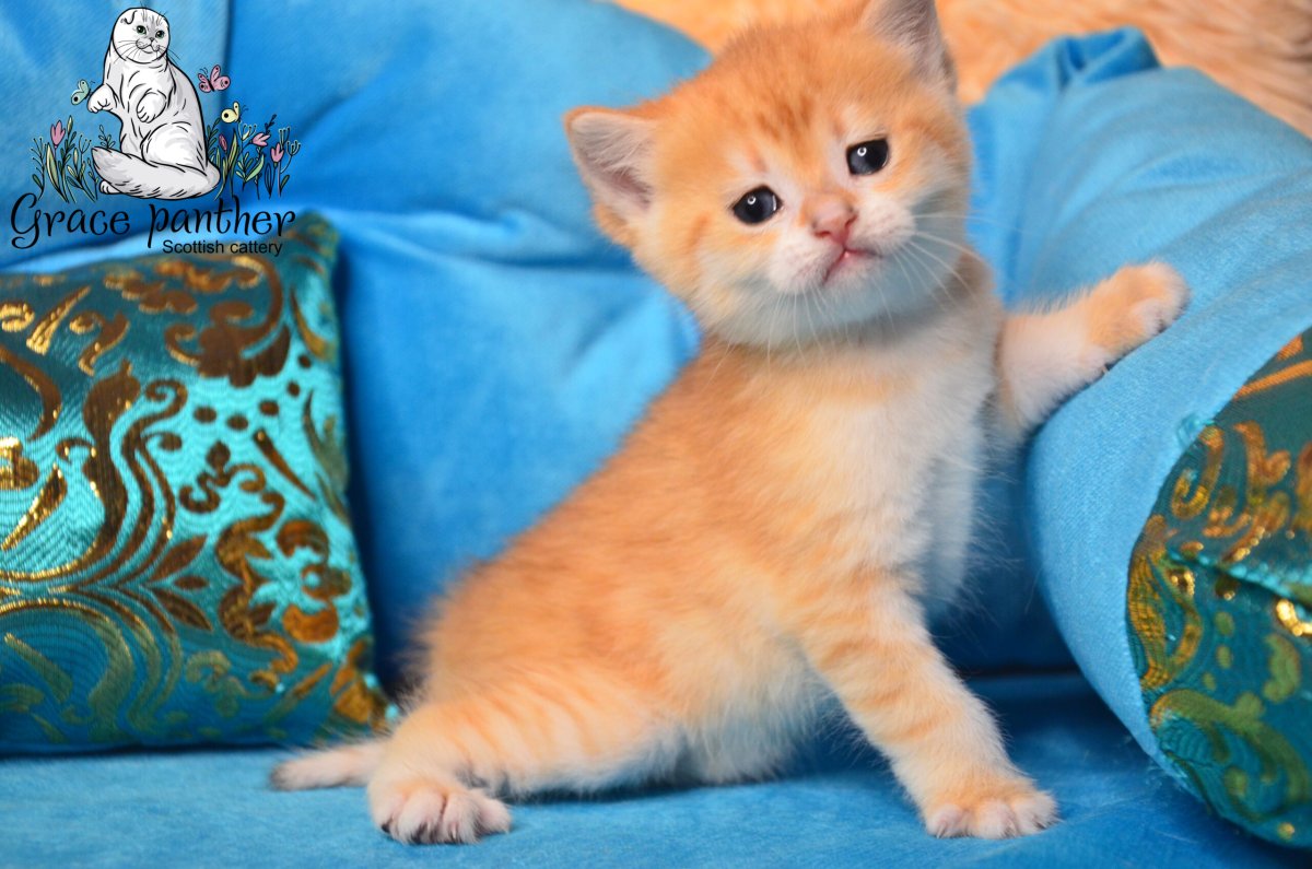 Рыжий британец котенок