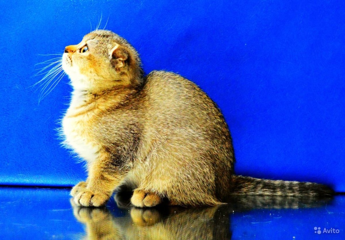 Тикированные шотландцы