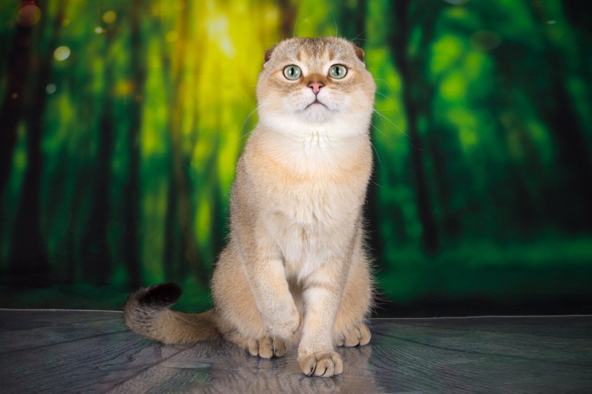 Шотландская вислоухая кошка