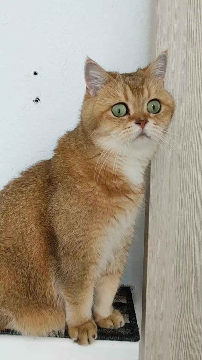 Золотой тикированный кот