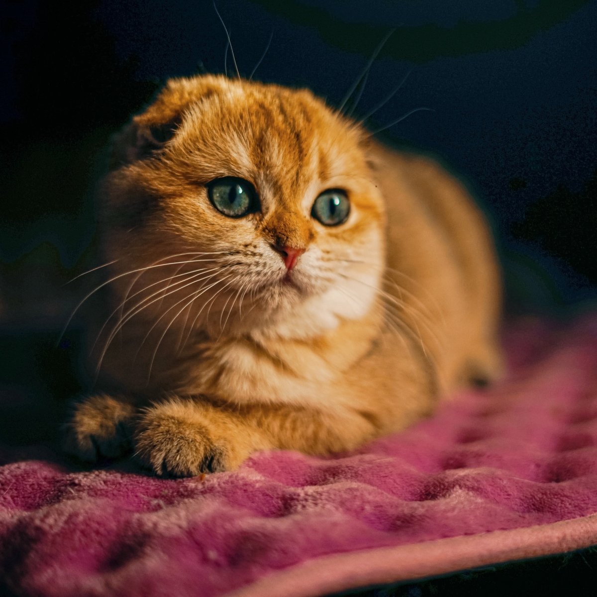 Кот скоттиш фолд рыжий