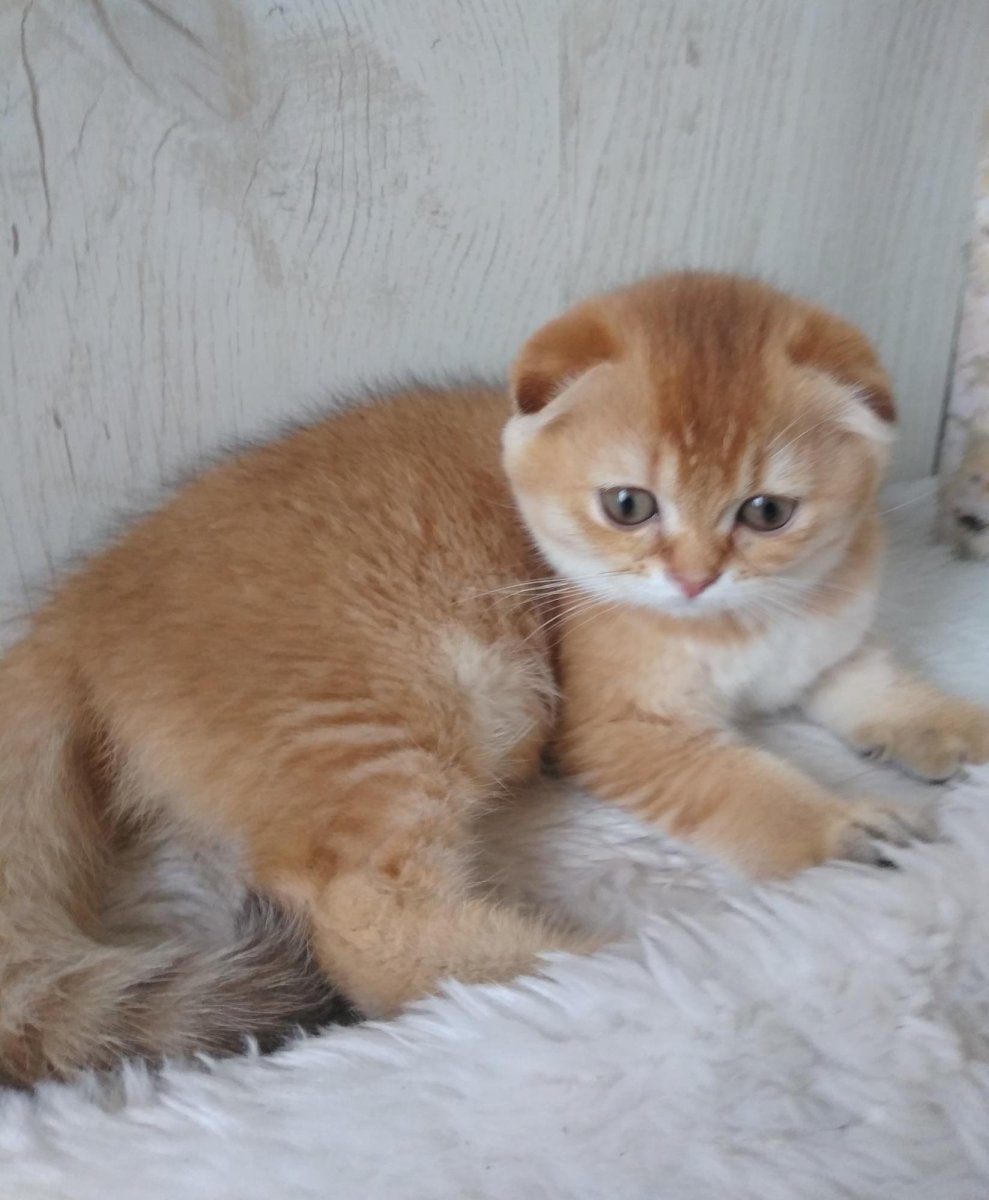 Золотистый шотландец Стрежевой