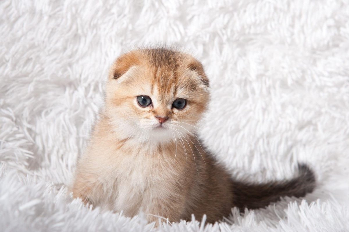 Шотландская вислоухая Золотая шиншилла