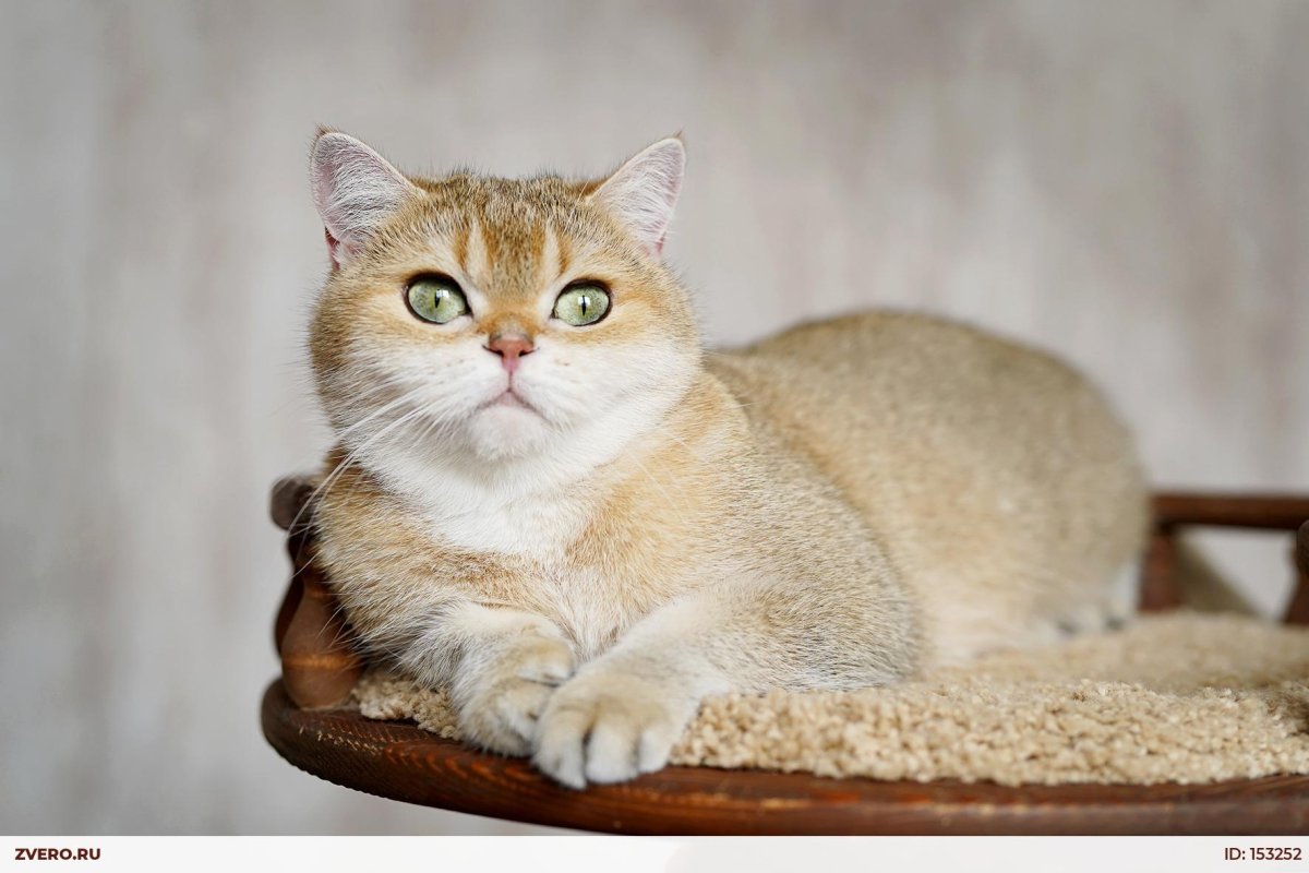 Золотой тикированный шотландец