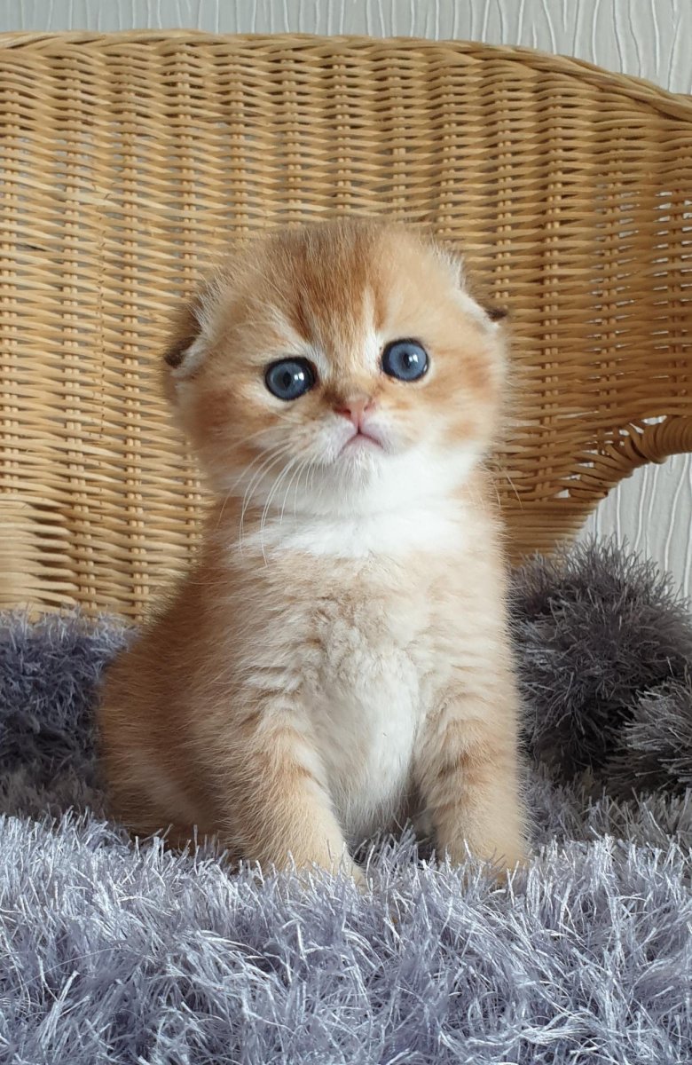 Шотландская Золотая шиншилла скоттиш фолд