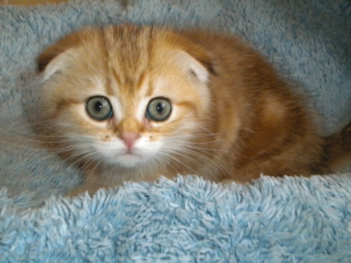Шотландская золотистая кошка