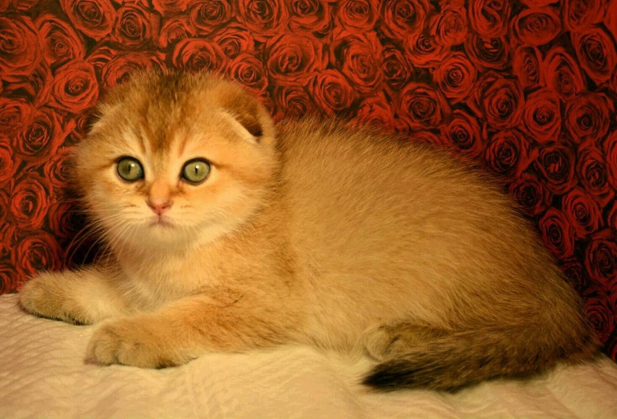 Золотой вислоухий кот