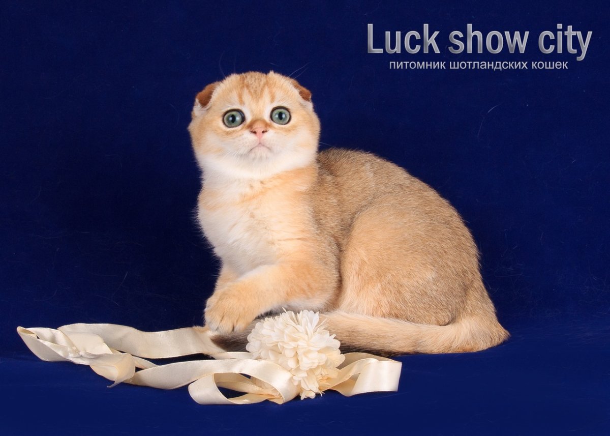 Скоттиш фолд золотистый