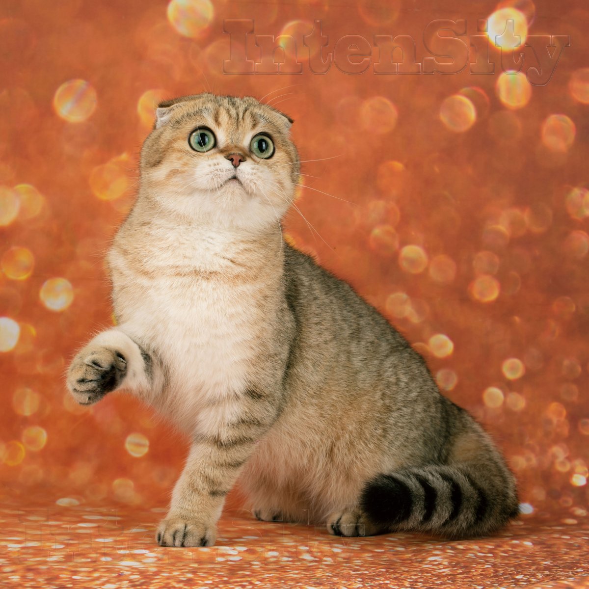 Котенок скоттиш фолд полосатый машет лапой