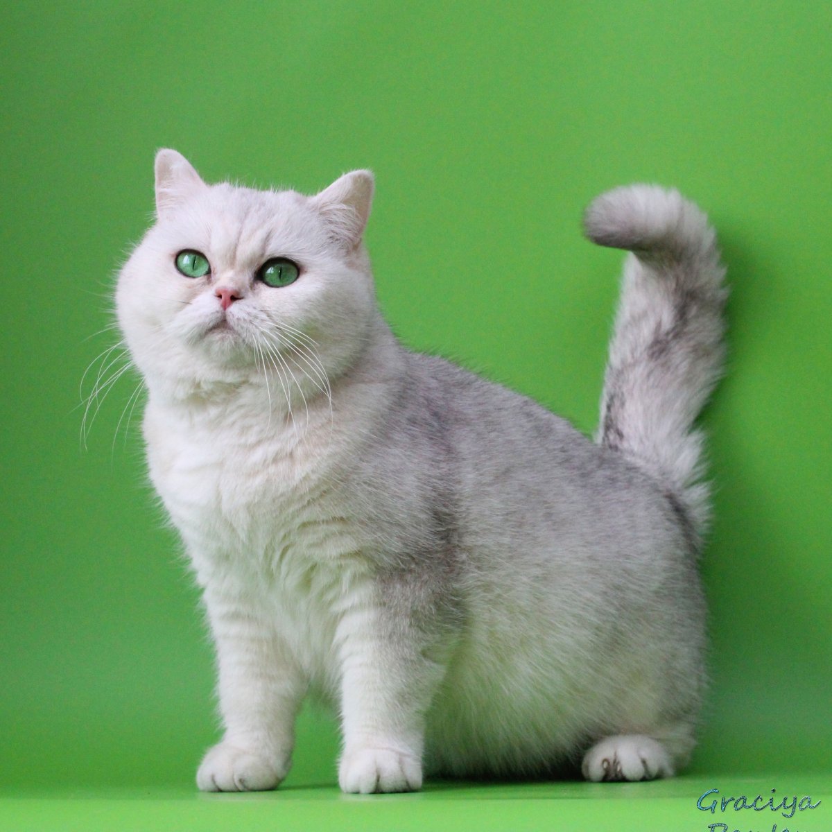 NY 1133 Британская кошка