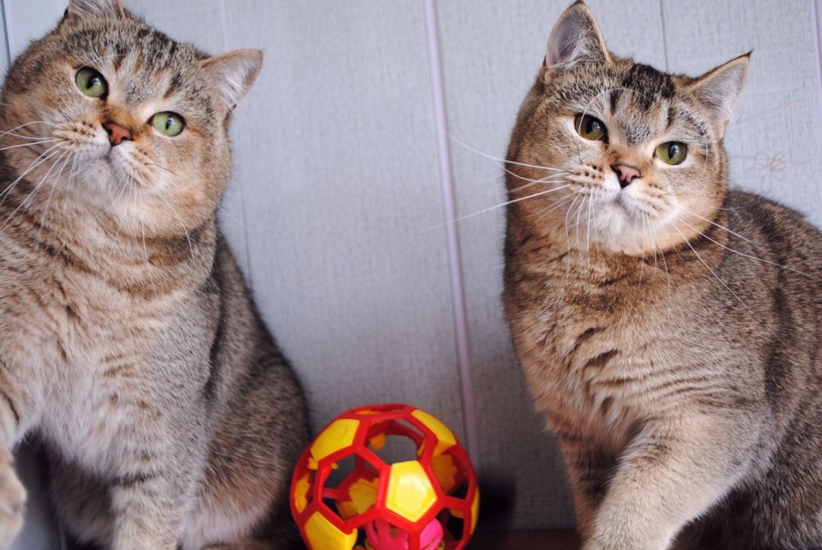 Шотландская скоттиш страйт Золотая