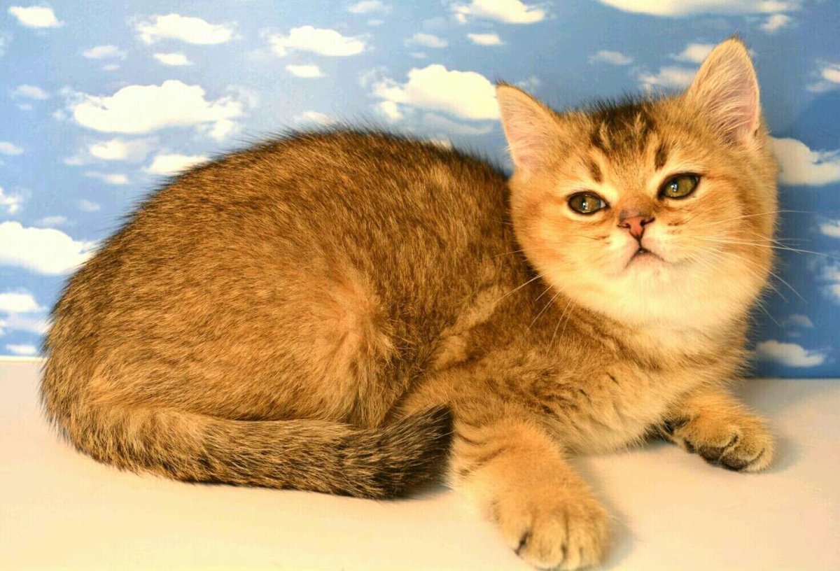 Тиккированный окрас