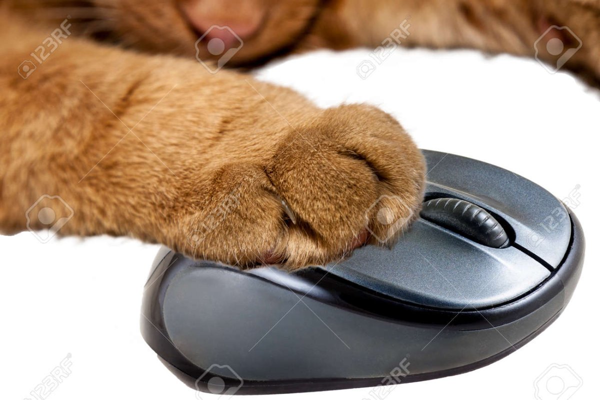 Кошка с компьютерной мышкой