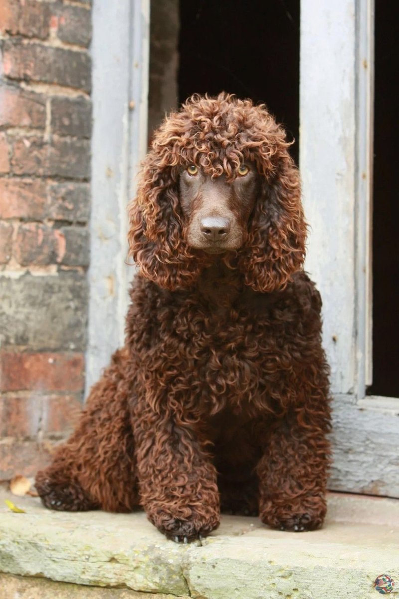 Американский водяной спаниель