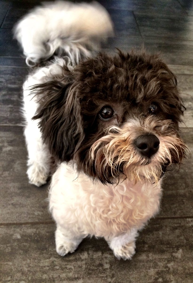 Бишон фризе мальтипу