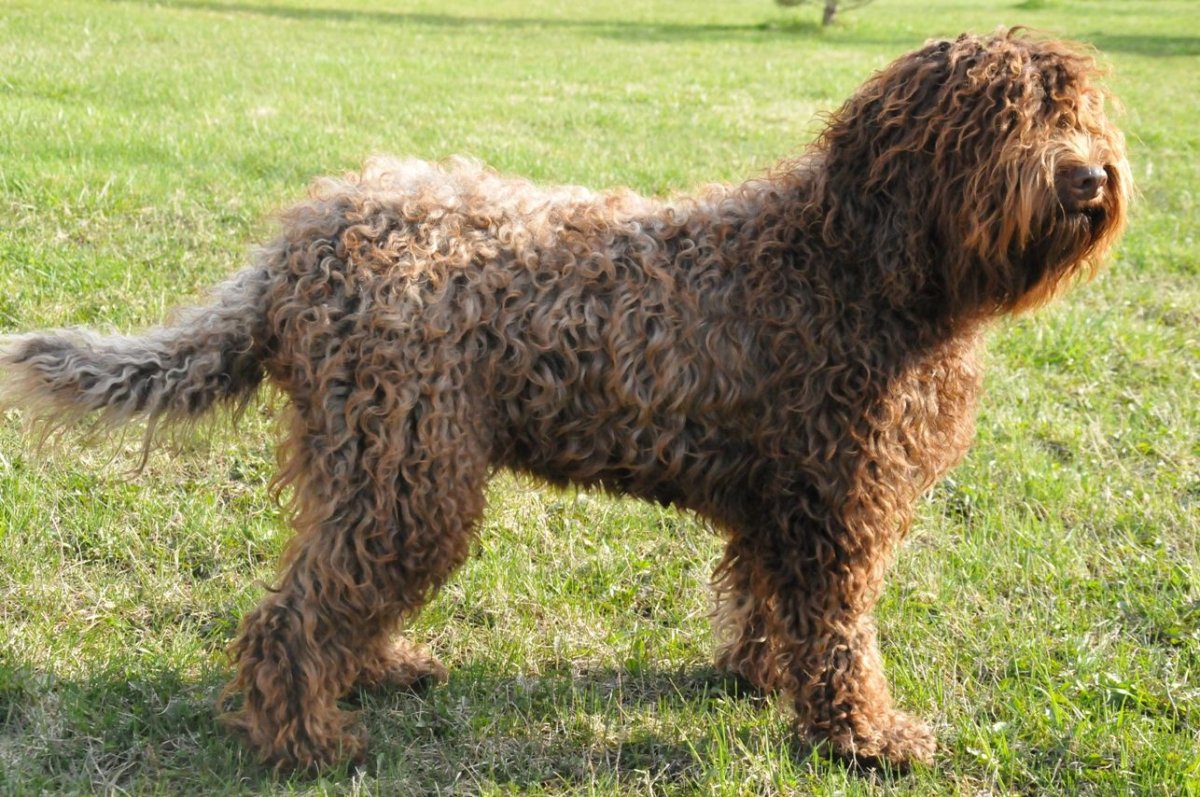 Барбет (порода собак) породы собак Франции